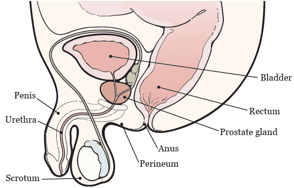 Pelvic viscera and perineum of male – midsagittal section