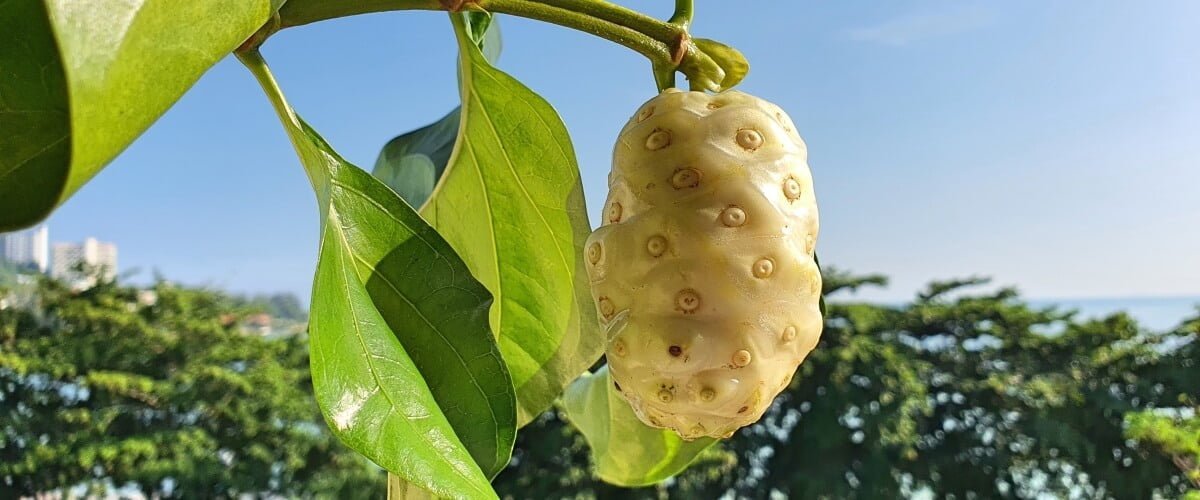 noni fruit fasting blood glucose sugar diabetes prediabetes